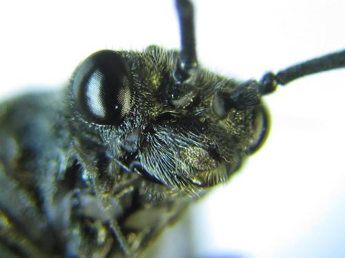 Dolerus aeneus