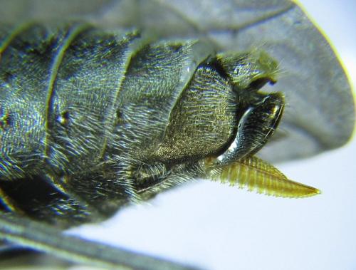 Dolerus haematodes