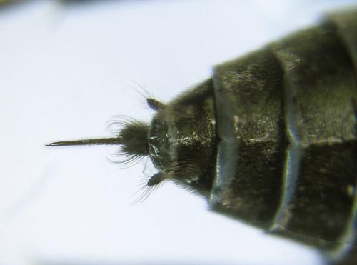 Dolerus haematodes