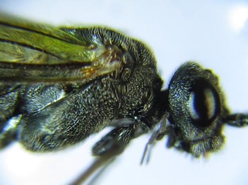 Dolerus aeneus