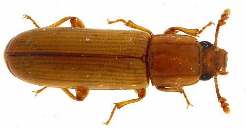 Aulonium trisulcum