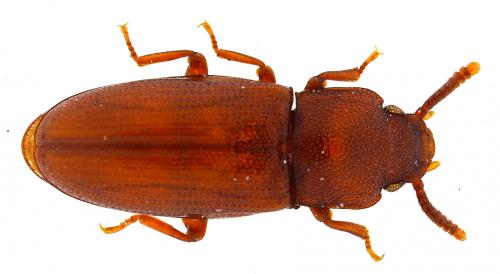 Palorus depressus