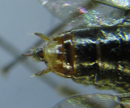 Réf. 277 932 : Euura cornuta