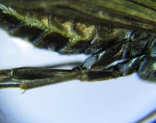 Dolerus aeneus
