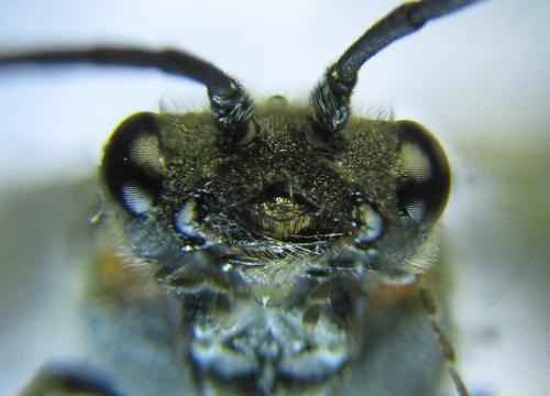 Dolerus haematodes