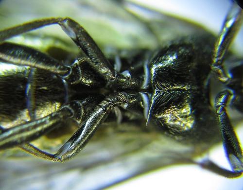 Dolerus aeneus
