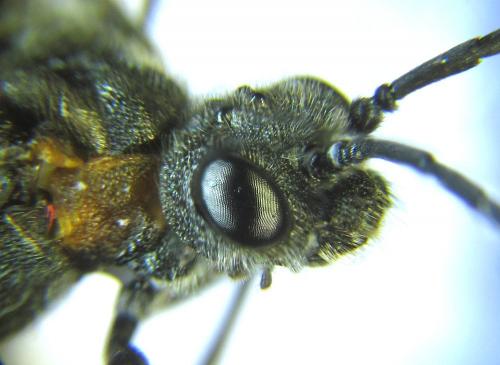 Dolerus haematodes