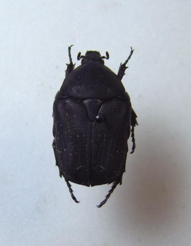 Réf. 277 849 : Netocia morio