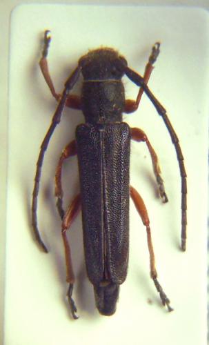 Phytoecia flavipes