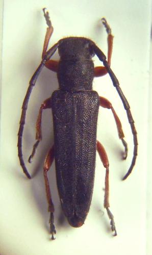 Phytoecia flavipes
