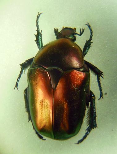 Réf. 277 064 : Potosia cuprea