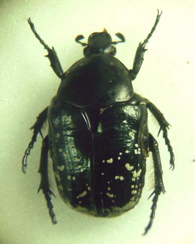 Potosia funebris