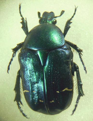 Réf. 277 062 : Cetonia aurata