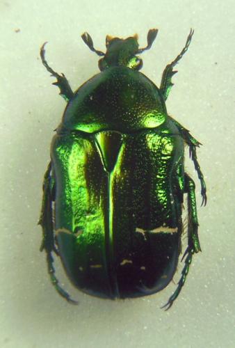 Réf. 277 352 : Cetonia aurata