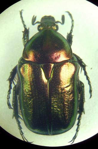 Potosia sp.