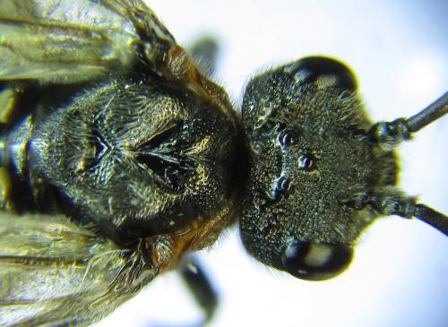 Dolerus haematodes