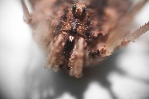 Réf. 277 430 : Metaphalangium sp.
