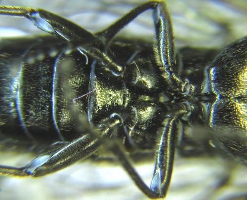 Dolerus haematodes