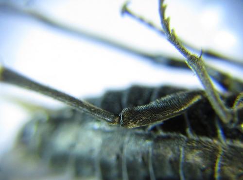 Dolerus haematodes