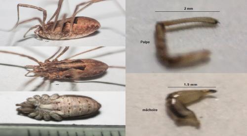 Réf. 277 429 : Metaphalangium sp.