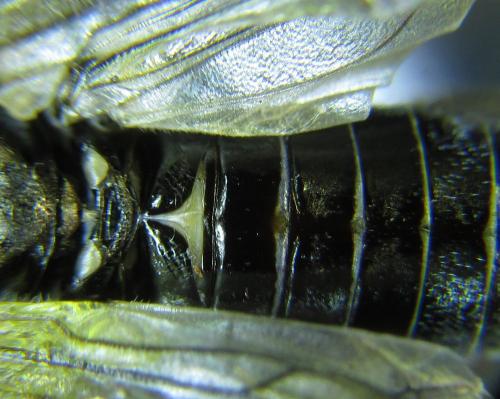 Dolerus haematodes