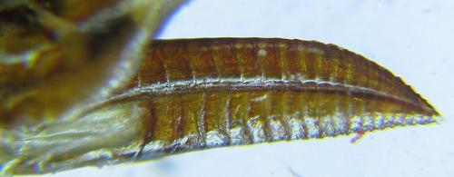 Euura cornuta