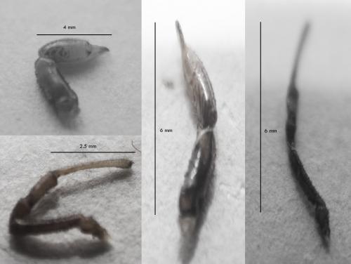 Dacnopilio sp.