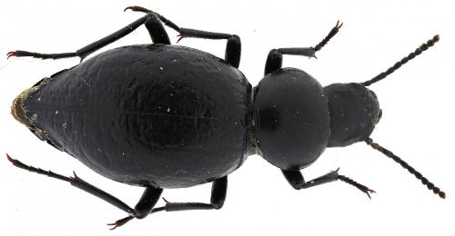 Tentyria sp.