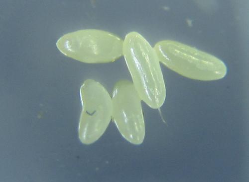 Euura cornuta