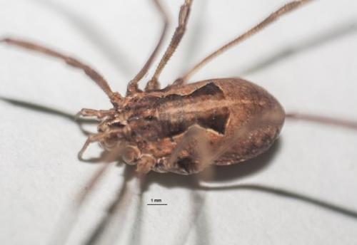 Réf. 277 440 : Metaphalangium sp.