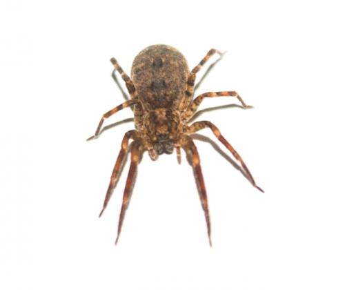 Zoropsis sp.
