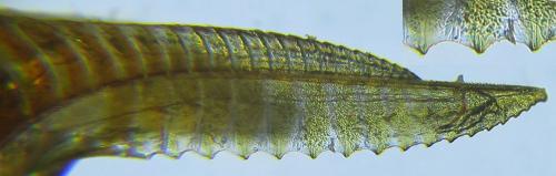 Dolerus haematodes