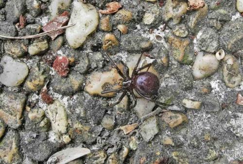 Steatoda grossa