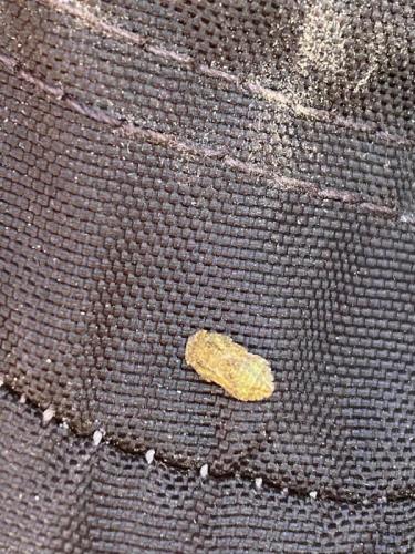 Ledra aurita