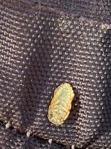 Ledra aurita