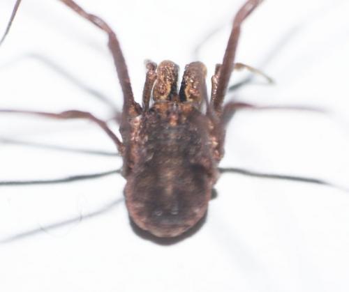 Dacnopilio sp.