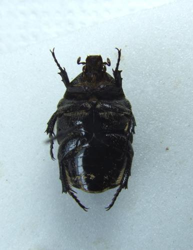 Réf. 277 850 : Netocia morio