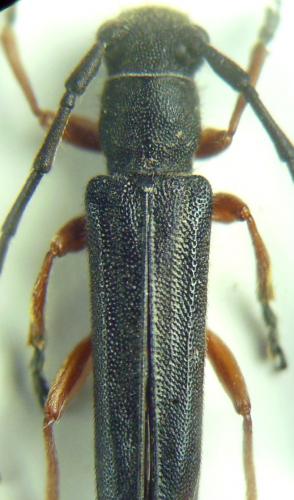 Phytoecia flavipes