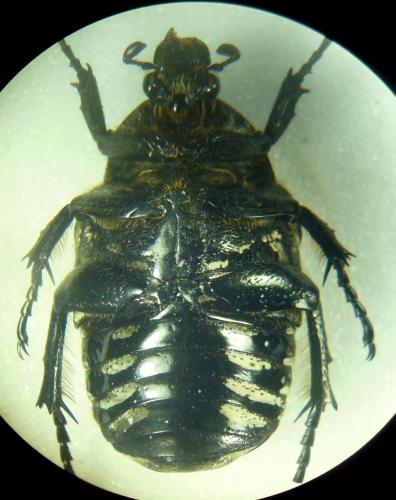 Potosia funebris