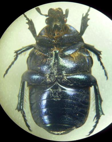 Réf. 277 063 : Cetonia aurata