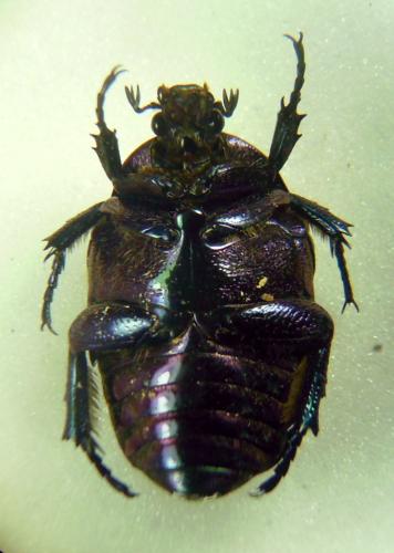 Réf. 277 065 : Potosia cuprea