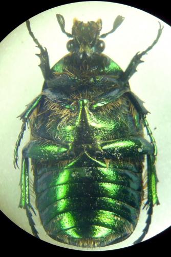 Réf. 277 353 : Cetonia aurata