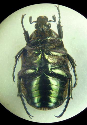 Potosia sp.
