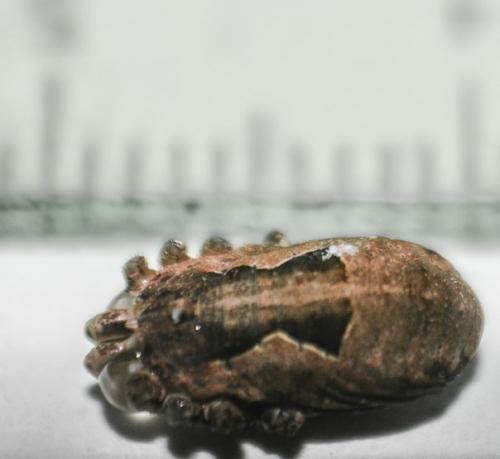 Réf. 277 438 : Metaphalangium sp.
