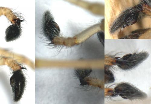Réf. 277 868 : Cheiracanthium mildei
