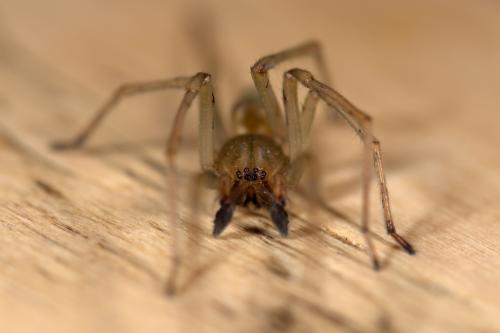 Réf. 277 643 : Cheiracanthium mildei