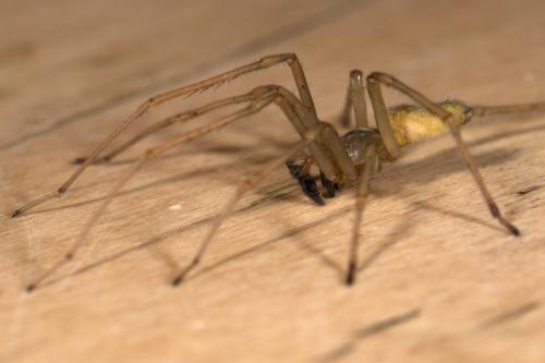 Réf. 277 642 : Cheiracanthium mildei