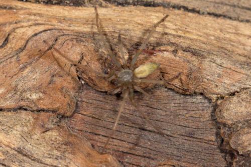 Réf. 277 641 : Cheiracanthium mildei