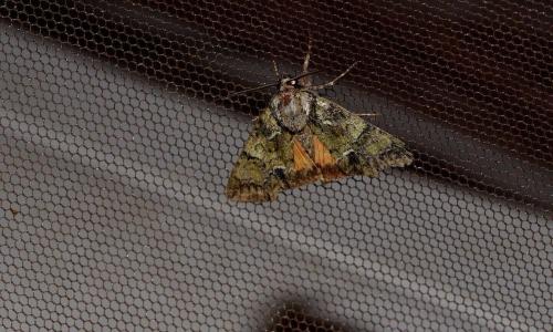 Réf. 277 480 : Polyphaenis sericata