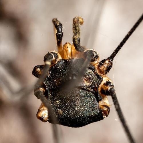 Leiobunum sp.